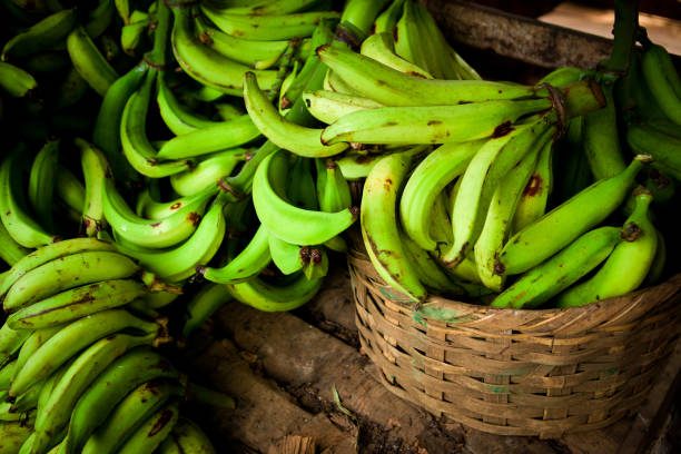 Plaintain