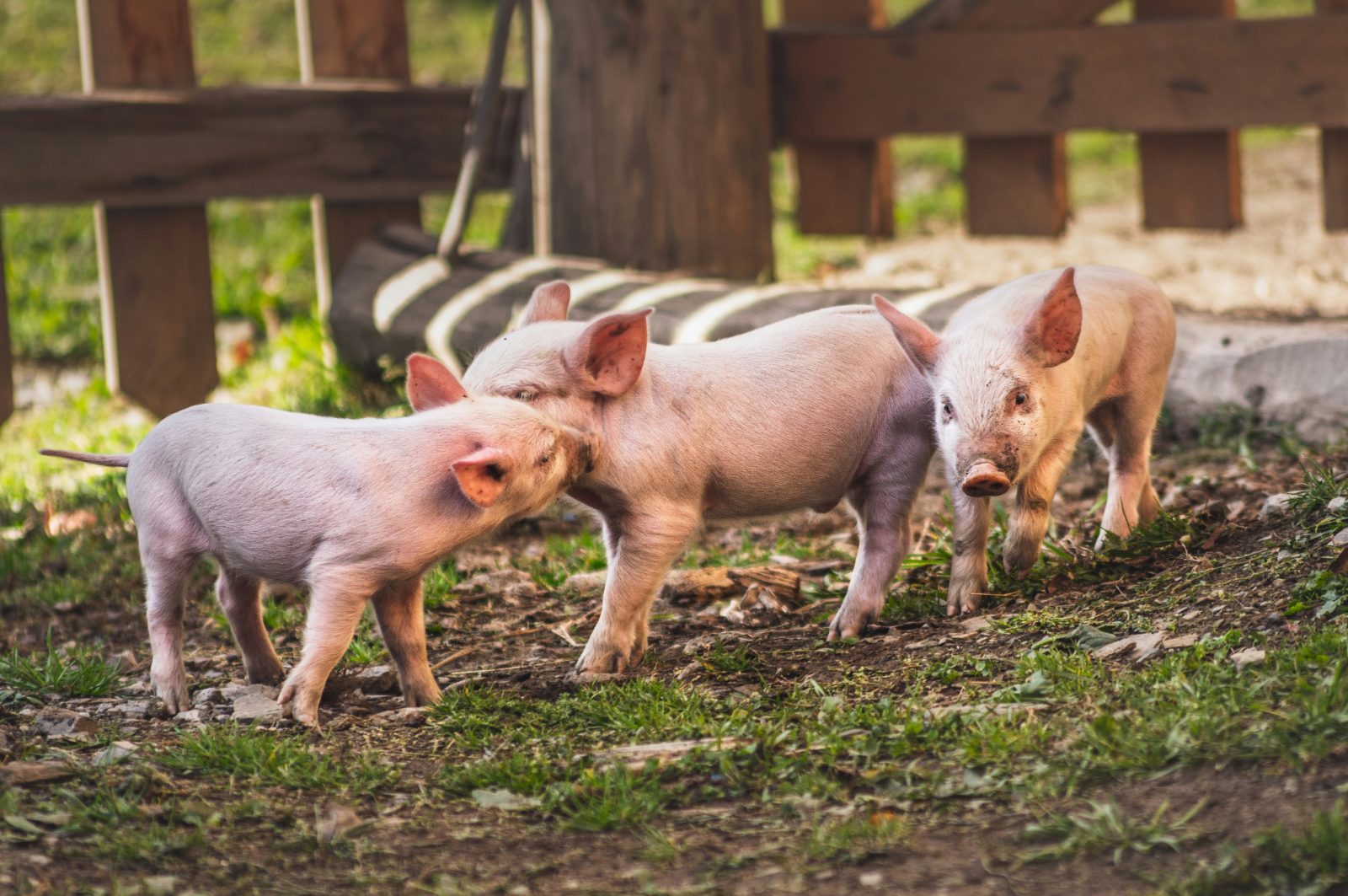 Weaner Pigs