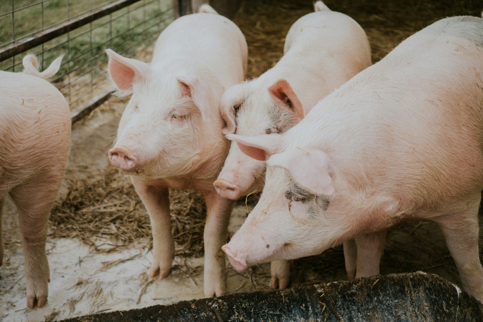 Weaner Pigs thumbnail 2