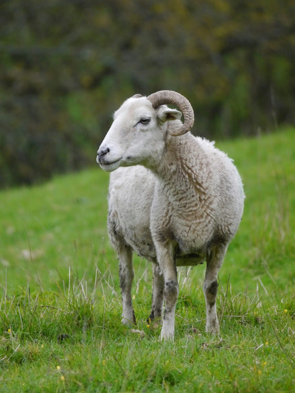 Live ram