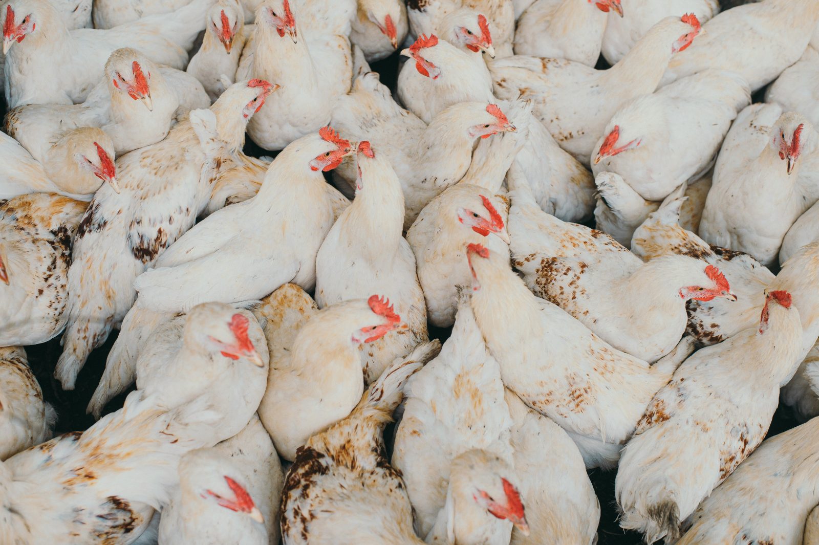 Broiler Chicken